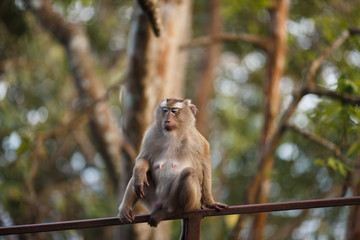 Monkey sits on the fence
