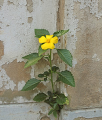 yellow flower growing on crack grunge wall