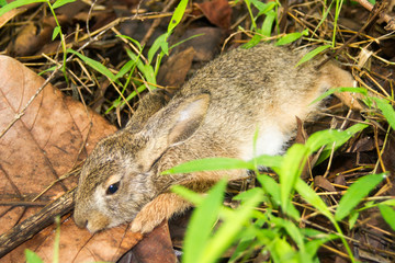 Little rabbit sleeping in a grass forest.