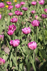 Purple tulips