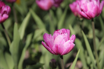Purple tulips