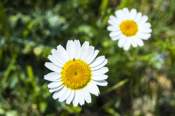 White and yellow daisies that grow in natural environment, daisies with daisy flowers-do not like fal look,

