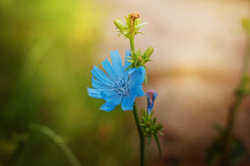 Blue wild flower.