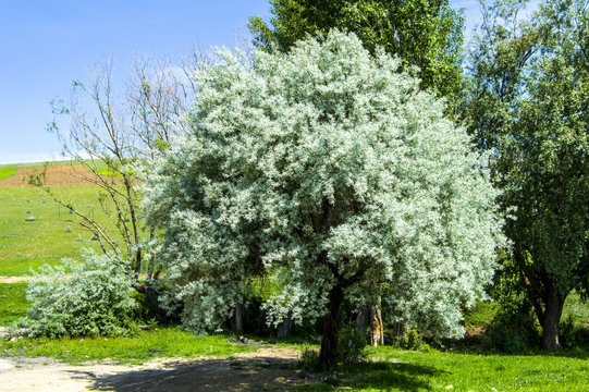 Fototapeta A fragrant tree that glows with the arrival of spring, spindle tree  