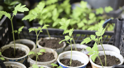 Seedlings of tomato vegetables in glasses. Preparation for transplantation in the greenhouse. Growing tomato.