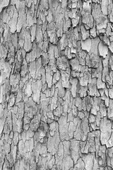 wood or bark texture, filter effect