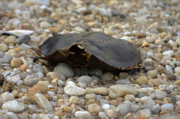 Horseshoe Crab
