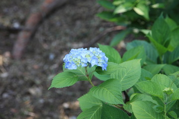 青色の紫陽花