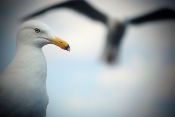 Two seagull in harbor at marina 