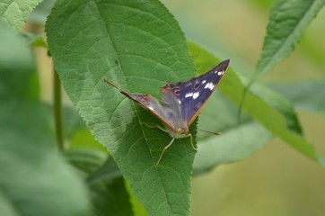 Petit Mars changeant  (Apatura ilia)
