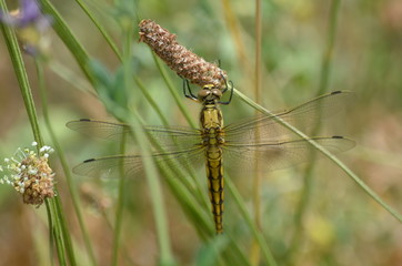 Orthétrum réticulé (Orthetrum cancellatum)