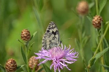 Papillon Demi-deuil (Melanargia galathea) sur chardon 