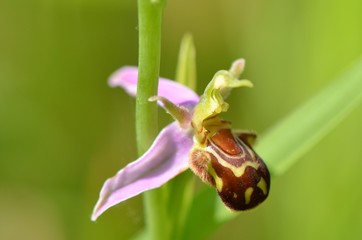 Orchis abeille (Ophrys apifera)