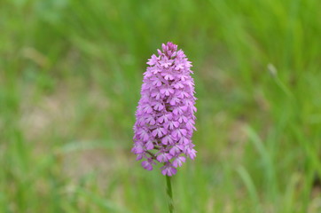 Orchis pyramidal (Anacamptis pyramidalis)
