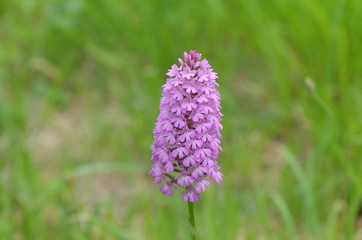 Orchis pyramidal (Anacamptis pyramidalis)
