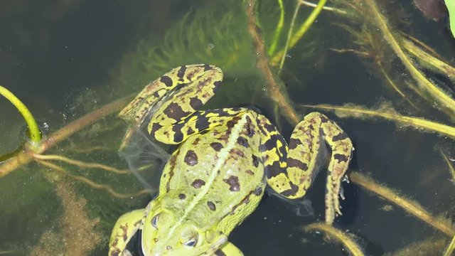 Frosch h&auml;utet sich - Frog shet its skin