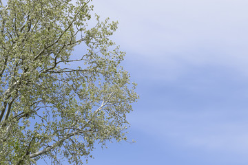 Silver poplar against the sky. Recently bloomed buds and young leaves on the branches, spring