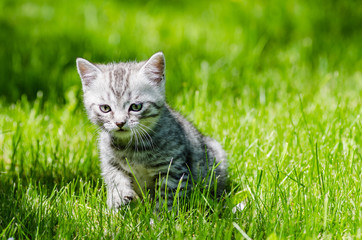 A cute kitten learns to take the first independent steps in the open air