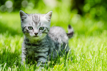 A cute kitten learns to take the first independent steps in the open air - 158367816