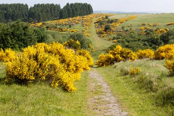 Fotobehang Oranje Ginsterblüte im Nationalpark Eifel  © Gottfried Carls