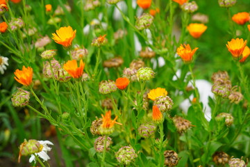 Yellow Flower