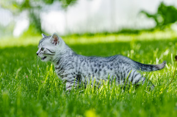 A cute kitten learns to take the first independent steps in the open air
