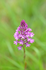 Orchis pyramidal (Anacamptis pyramidalis)
