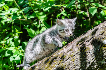 A cute kitten learns to take the first independent steps in the open air