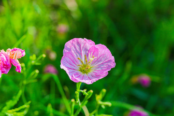 Fototapeta premium Flower