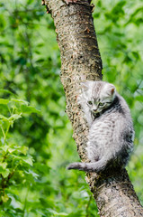 A cute kitten learns to take the first independent steps in the open air