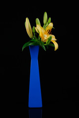 Yellow lily in a blue flower vase isolate in black background