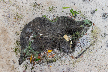 Cutted tree island on sand