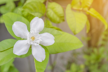 Obraz na płótnie Canvas White stephan otis flower