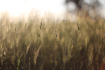 Obraz premium Golden field