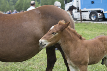 Foal