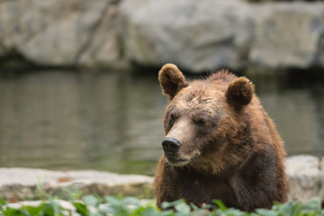 Fototapeta na wymiar ours
