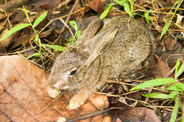 Little rabbit sleeping in a grass forest.