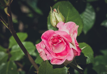 Summer garden of roses. Flowering pink rose