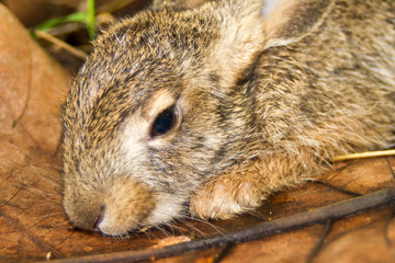 Little rabbit sleeping in a grass forest.