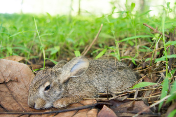Little rabbit sleeping in a grass forest.