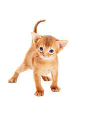 Little abyssinian kitten looks