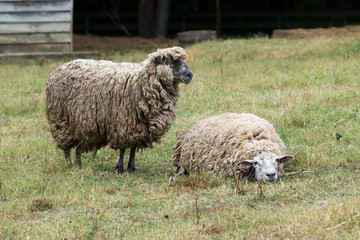 Two sheep in a pasture