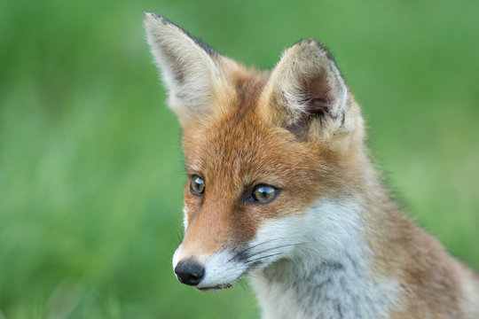 renard