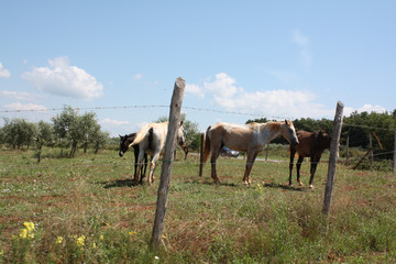 caballos