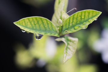 Water drops on green leaf at home