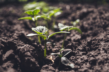 Fertile soil and sprouted vegetable sprouts. Growing of organic food products