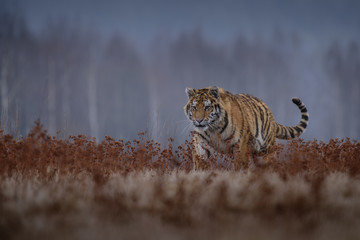 tiger, siberian tiger (Ursus maritimus),