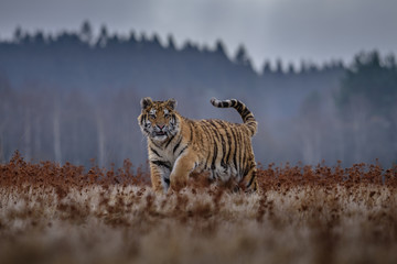 Fototapeta premium tiger, siberian tiger (Ursus maritimus),