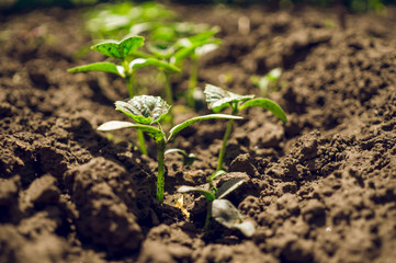 Organic natural food. Sprouted seedlings of vegetables on the bed