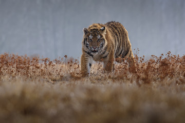 Fototapeta na wymiar tiger, siberian tiger (Ursus maritimus),
